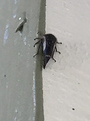 Ophiderma flavicephala