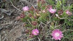 Delosperma grantiae