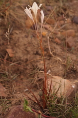 Tritonia flabellifolia