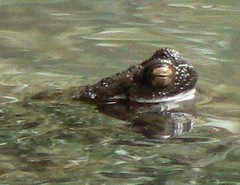 Phrynoidis juxtasper