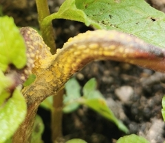 Puccinia menthae