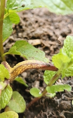 Puccinia menthae