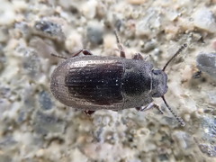 Blapstinus metallicus