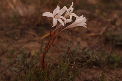 Tritonia flabellifolia