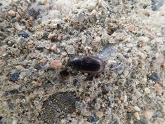 Blapstinus metallicus