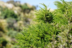 Sophora molloyi