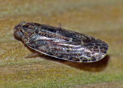 Achilidae