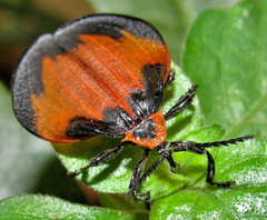 Lycus rostratus