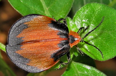 Lycus rostratus