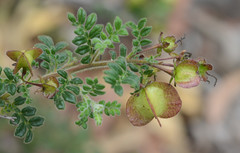 Dodonaea vestita