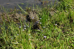 Mazus miquelii