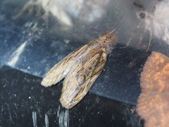 Lamprothripa scotia