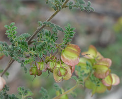 Dodonaea vestita
