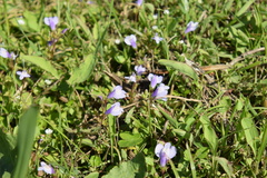 Mazus miquelii