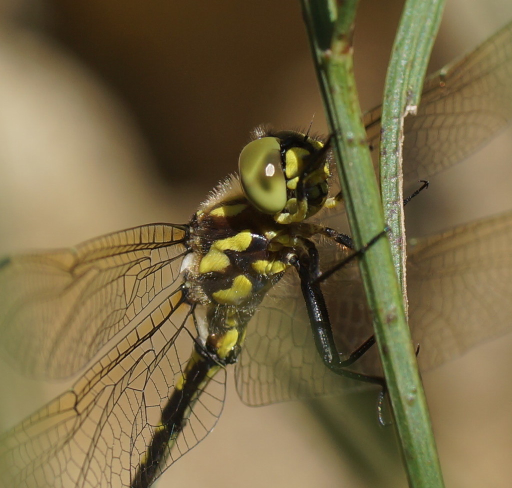 Golden Tigertail