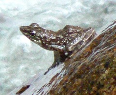 Staurois tuberilinguis