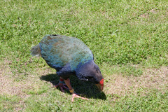 Porphyrio hochstetteri