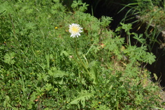 Taraxacum albidum