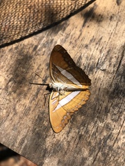 Adelpha cytherea