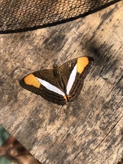 Adelpha cytherea