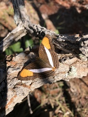 Adelpha cytherea