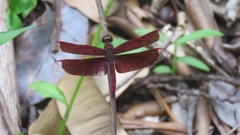 Neurothemis ramburii