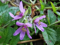 Erodium moschatum