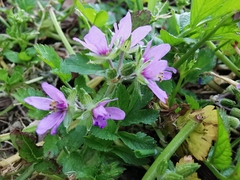 Erodium moschatum