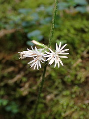 Ainsliaea latifolia