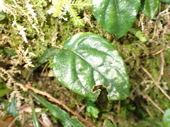 Ainsliaea latifolia