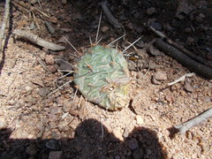 Opuntia cespitosa