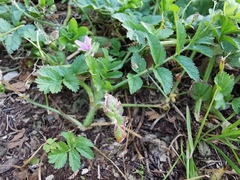 Erodium moschatum
