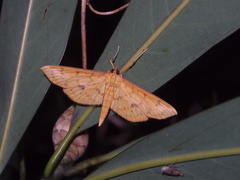 Endocrossis caldusalis