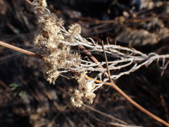 Pseudognaphalium oligandrum