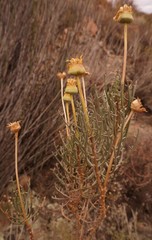 Euryops brevilobus