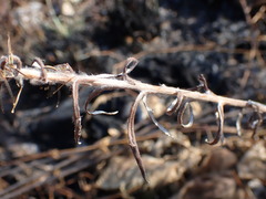 Pseudognaphalium oligandrum