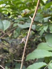 Chalcostephia flavifrons