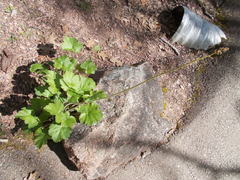Heuchera richardsonii