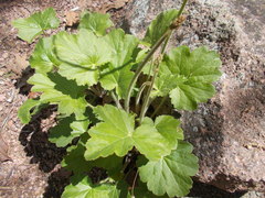 Heuchera richardsonii