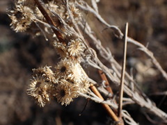 Pseudognaphalium oligandrum