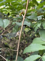 Chalcostephia flavifrons