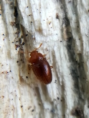 Mycetaea subterranea