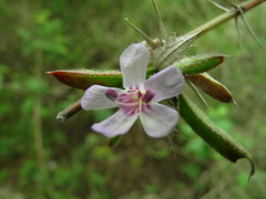 Barleria oxyphylla