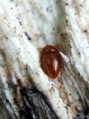 Mycetaea subterranea