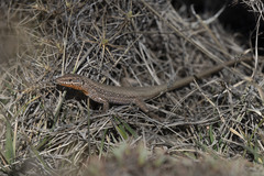 Anatololacerta pelasgiana