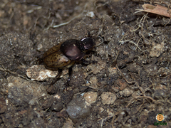Onthophagus vacca