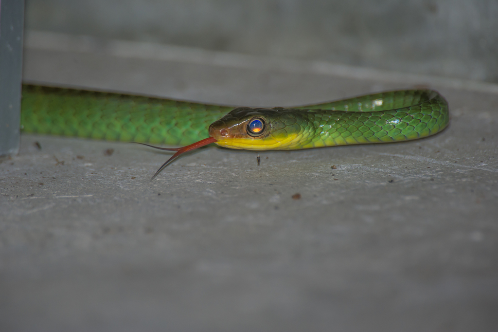 Lower-montane Green Racer (Night Tours at Papa´s Place) · iNaturalist