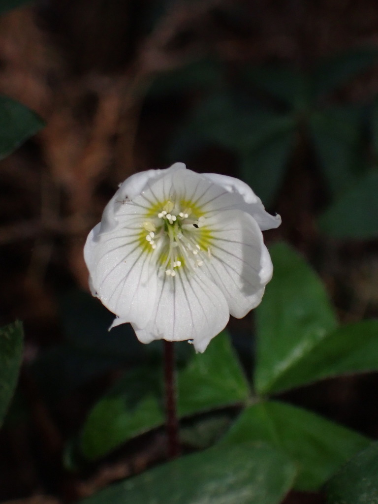 Oxalis griffithii (Oxalis griffithii)