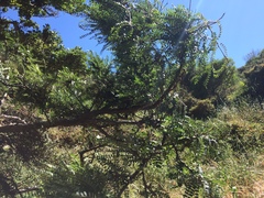 Sophora molloyi