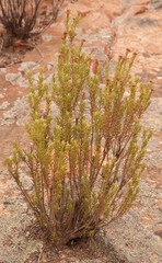 Oedera sedifolia